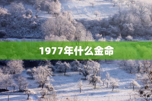 1977年什么金命