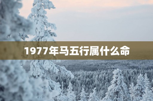 1977年马五行属什么命