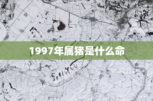 1997年属猪是什么命