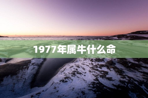 1977年属牛什么命