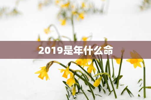 2019是年什么命