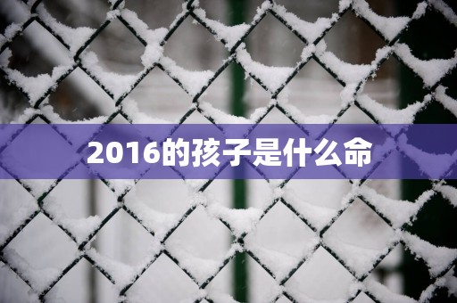2016的孩子是什么命