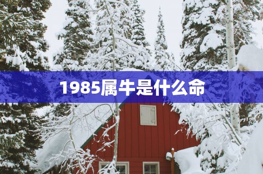1985属牛是什么命