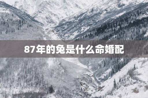 87年的兔是什么命婚配