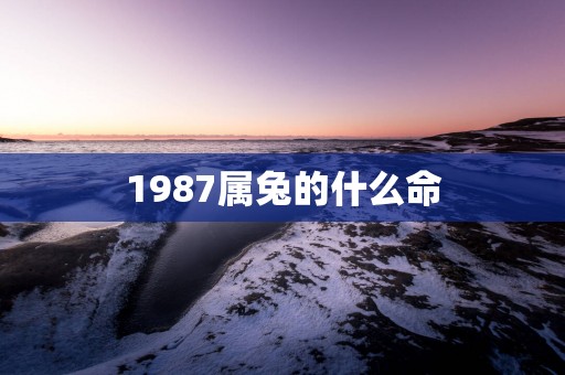 1987属兔的什么命