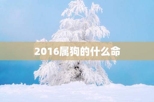 2016属狗的什么命