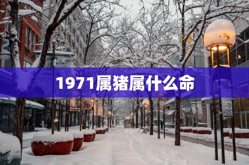 1971属猪属什么命