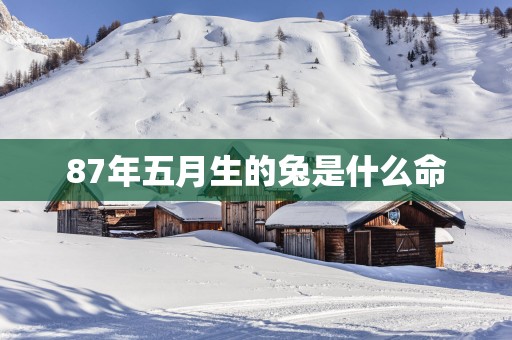 87年五月生的兔是什么命