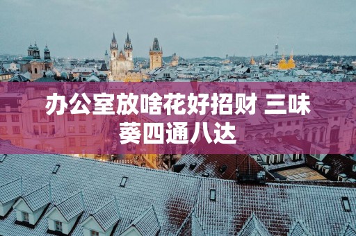 办公室放啥花好招财 三味葵四通八达