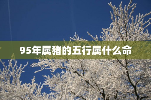 95年属猪的五行属什么命