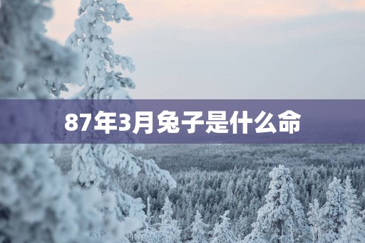 87年3月兔子是什么命