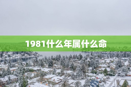 1981什么年属什么命