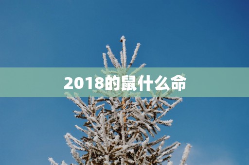 2018的鼠什么命