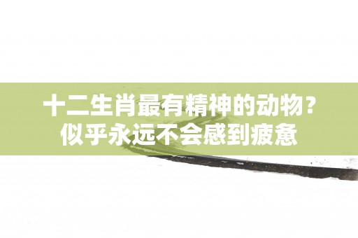 十二生肖最有精神的动物？似乎永远不会感到疲惫