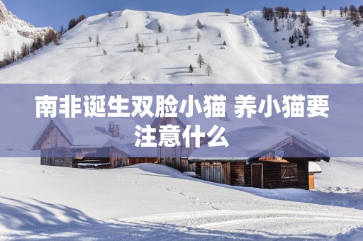 南非诞生双脸小猫 养小猫要注意什么