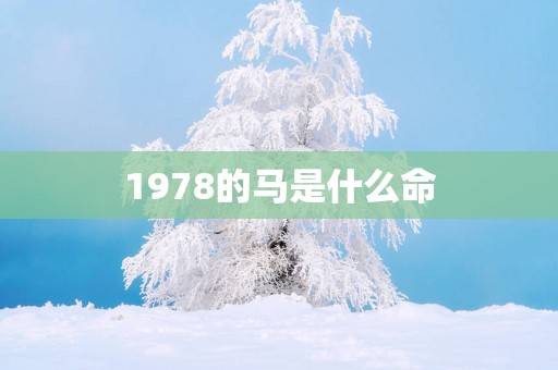 1978的马是什么命