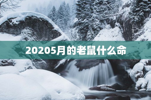 20255月的老鼠什么命