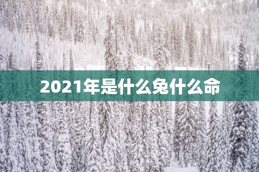 2025年是什么兔什么命