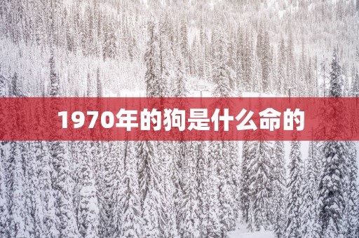 1970年的狗是什么命的