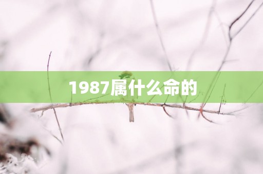 1987属什么命的