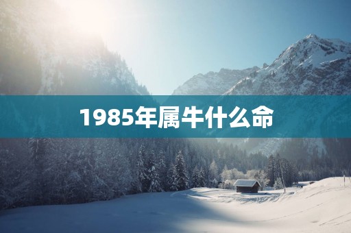 1985年属牛什么命