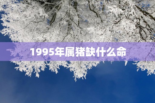1995年属猪缺什么命