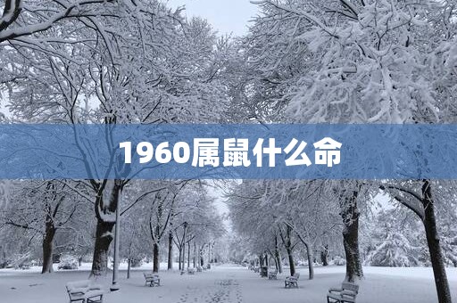 1960属鼠什么命