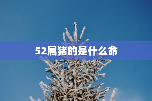 52属猪的是什么命