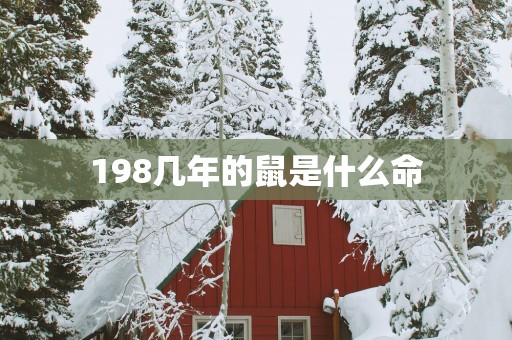 198几年的鼠是什么命