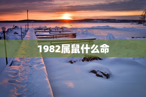 1982属鼠什么命