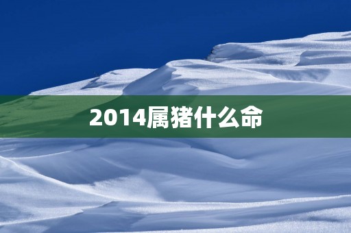 2014属猪什么命
