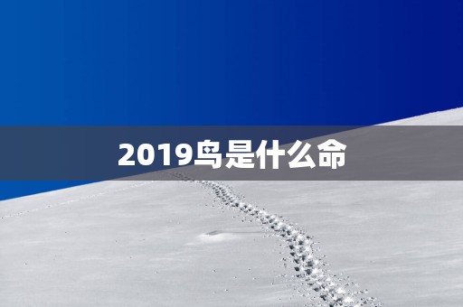 2019鸟是什么命