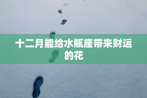 十二月能给水瓶座带来财运的花