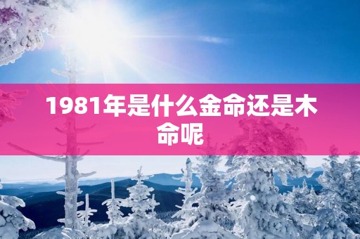 1981年是什么金命还是木命呢
