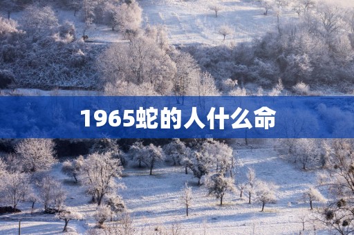 1965蛇的人什么命