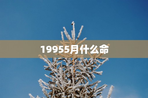 19955月什么命