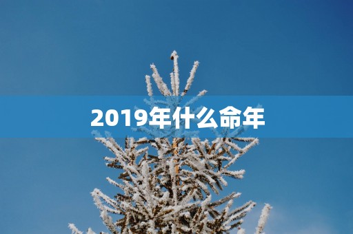 2019年什么命年 2019年什么命年