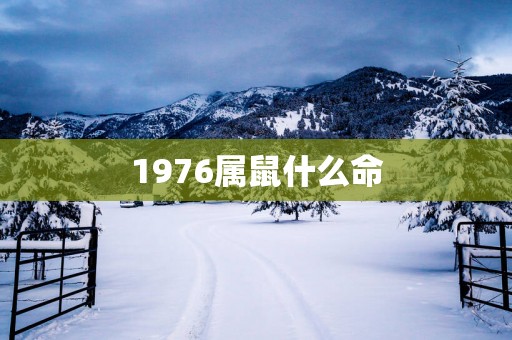 1976属鼠什么命