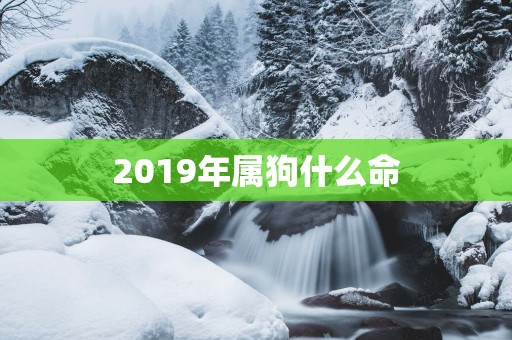 2019年属狗什么命