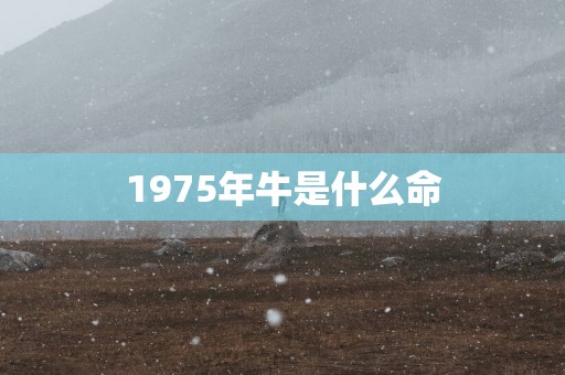 1975年牛是什么命
