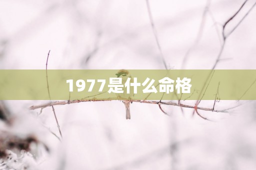 1977是什么命格