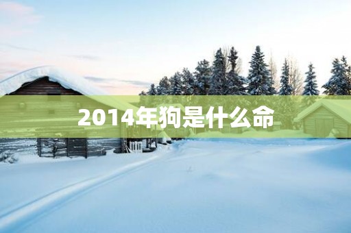 2014年狗是什么命