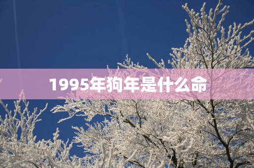 1995年狗年是什么命