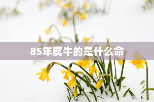85年属牛的是什么命