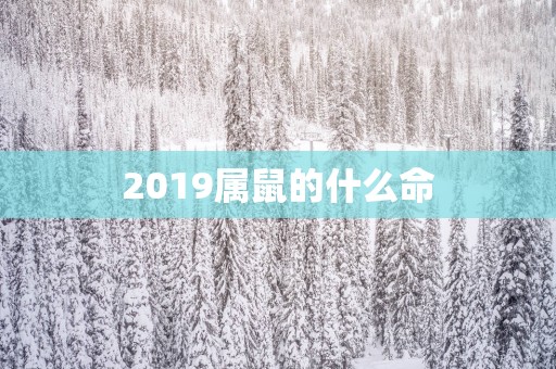 2019属鼠的什么命
