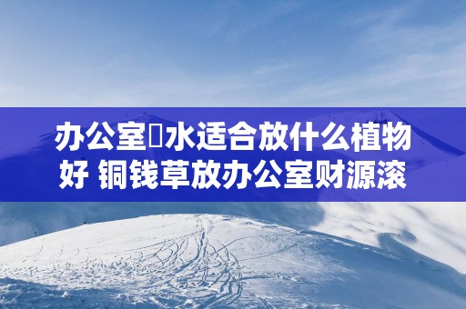 办公室風水适合放什么植物好 铜钱草放办公室财源滚滚