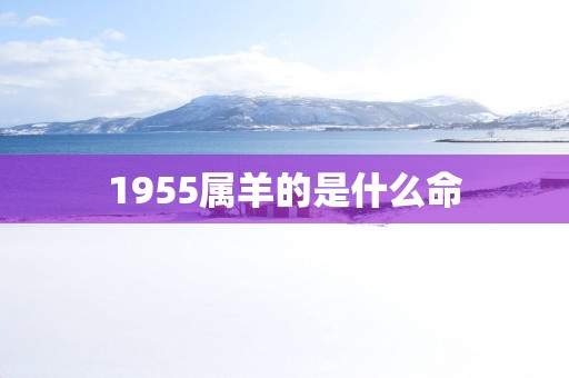 1955属羊的是什么命