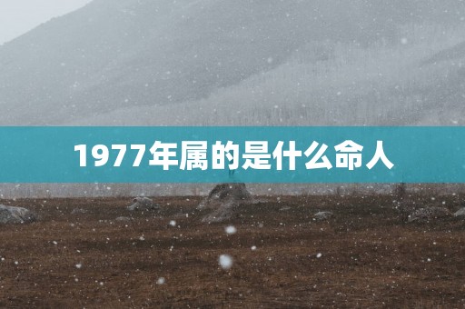 1977年属的是什么命人