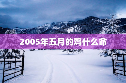 2005年五月的鸡什么命