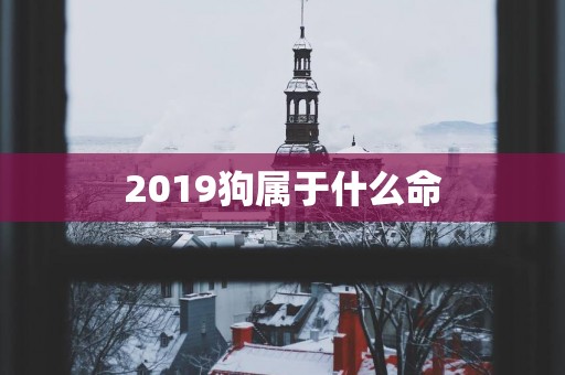 2019狗属于什么命